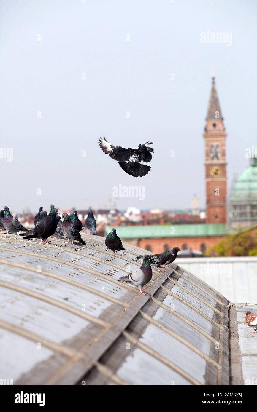 Dovecote sul tetto del Karstadt a Münchner Freiheit: Colombe sul tetto, sullo sfondo il Krichturm della chiesa di San Ursula. [traduzione automatizzata] Foto Stock