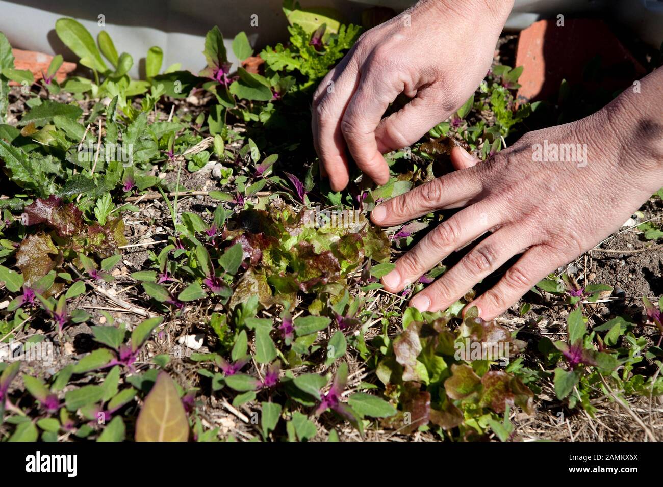 Piante da insalata nel giardino della comunità all'angolo di Schwere-Reiter ed Emma-Ihrer-Straße a Monaco. [traduzione automatizzata] Foto Stock