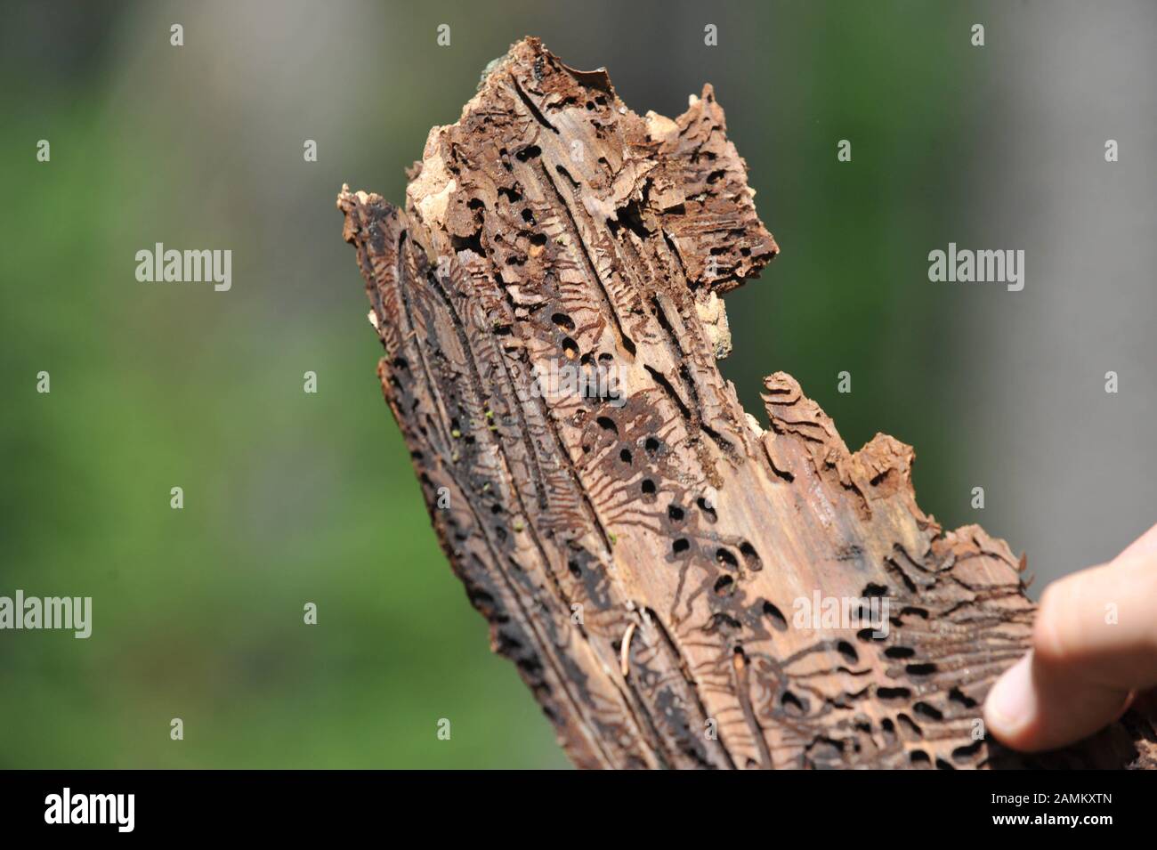 L'infestazione da scolitidi in un pezzo di corteccia di abete rosso nel Parco Forstenrieder Neuried vicino a Monaco di Baviera. [Traduzione automatizzata] Foto Stock