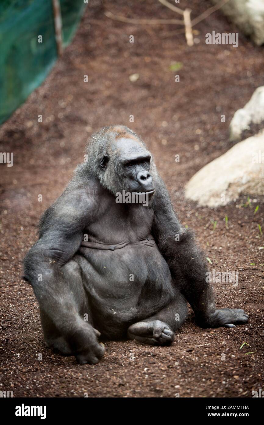 Un gorilla nel recinto di ape allo Zoo di Hellabrunn. [traduzione automatizzata] Foto Stock