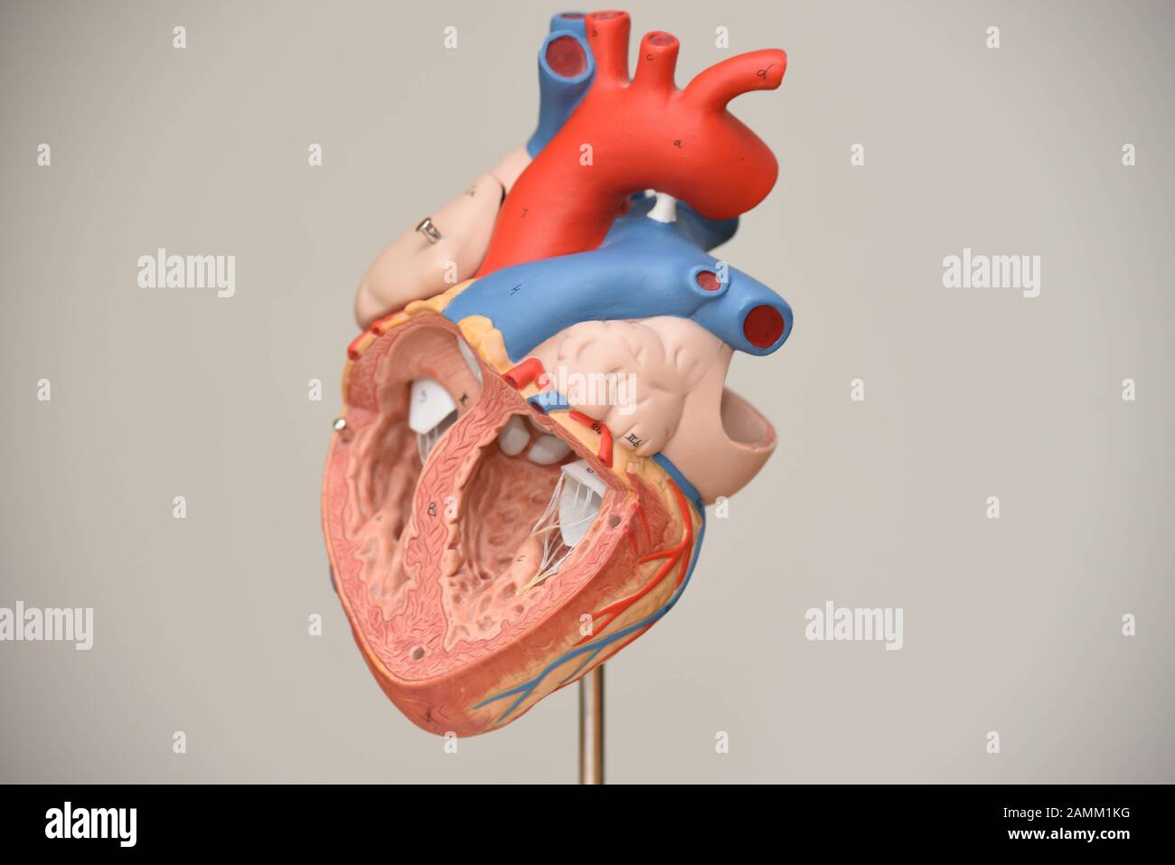 Modello di cuore nel cuore tedesco di Monaco (DHM). [traduzione automatizzata] Foto Stock