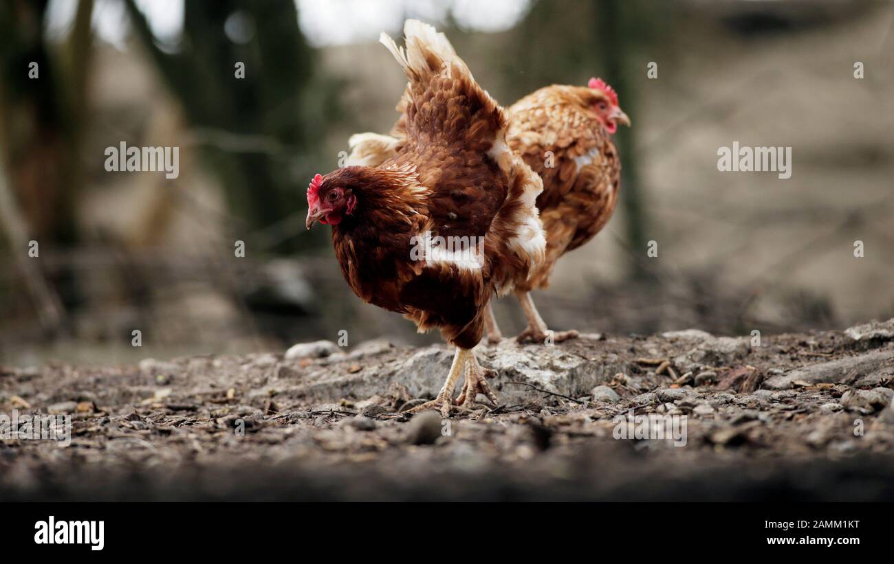 Polli biologici a libera gamma presso lo Stanglhof a Olching. [traduzione automatizzata] Foto Stock