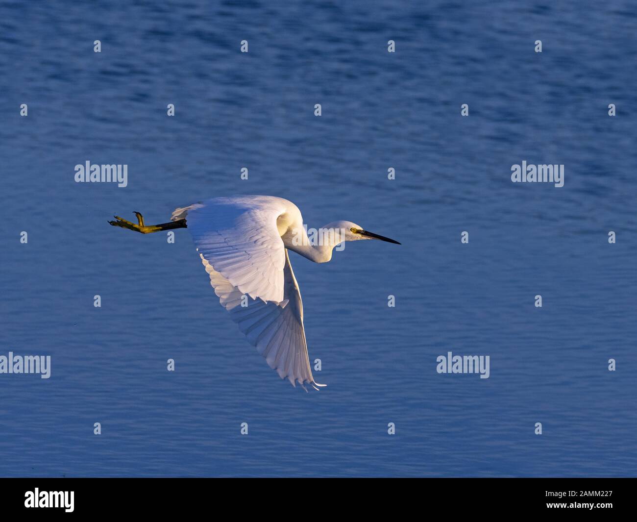 Little Egret Egretta garzetta sulla costa nord del Norfolk UK Foto Stock