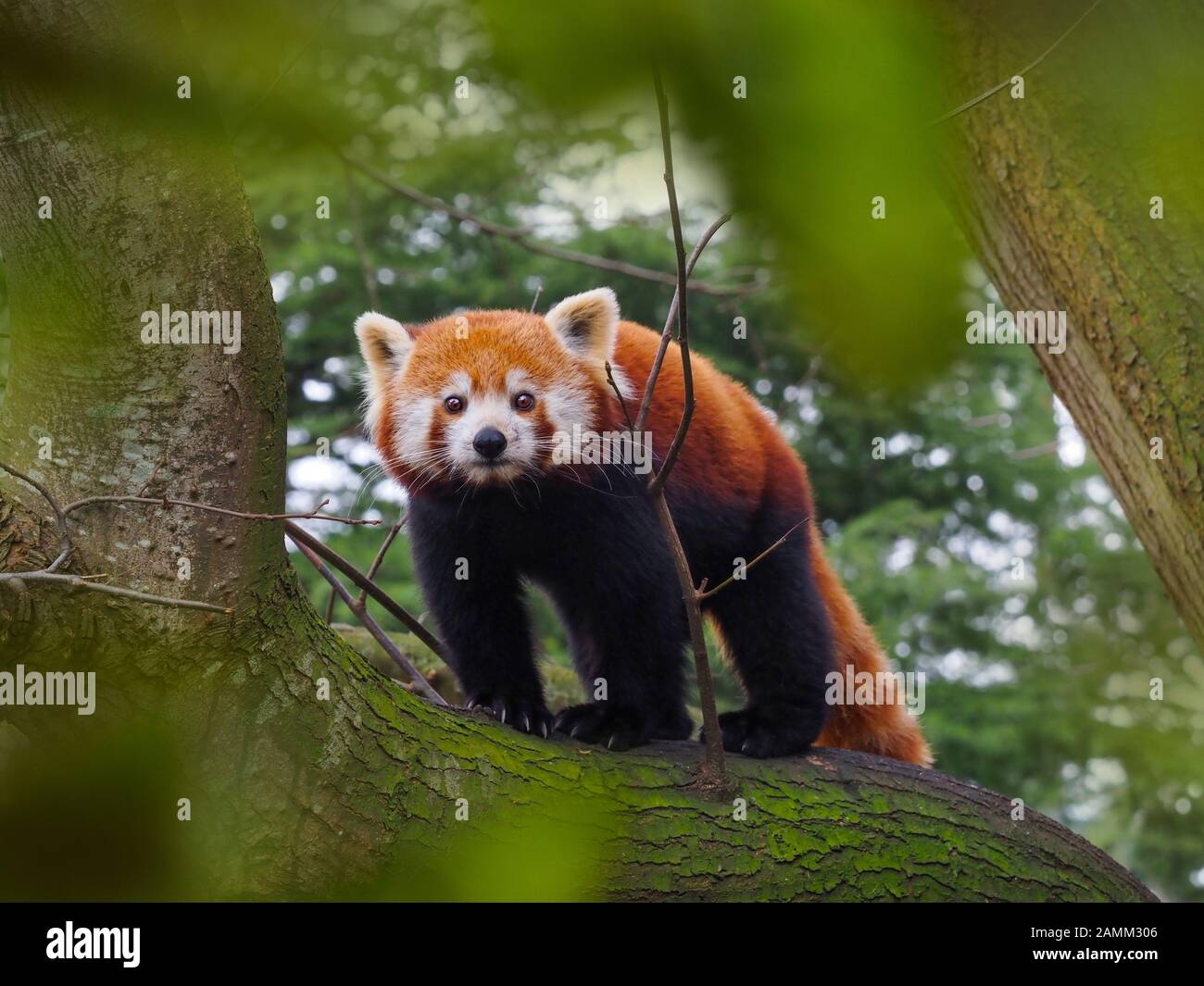 Panda rosso Ailurus fulgens captive ritratto Foto Stock