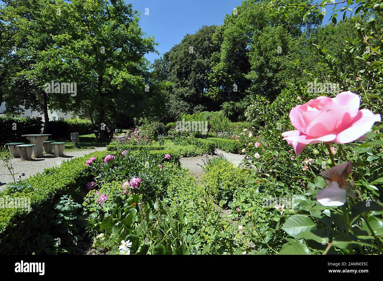 Rose in fiore nel Behr Park a Berg am Laim. [traduzione automatizzata] Foto  stock - Alamy