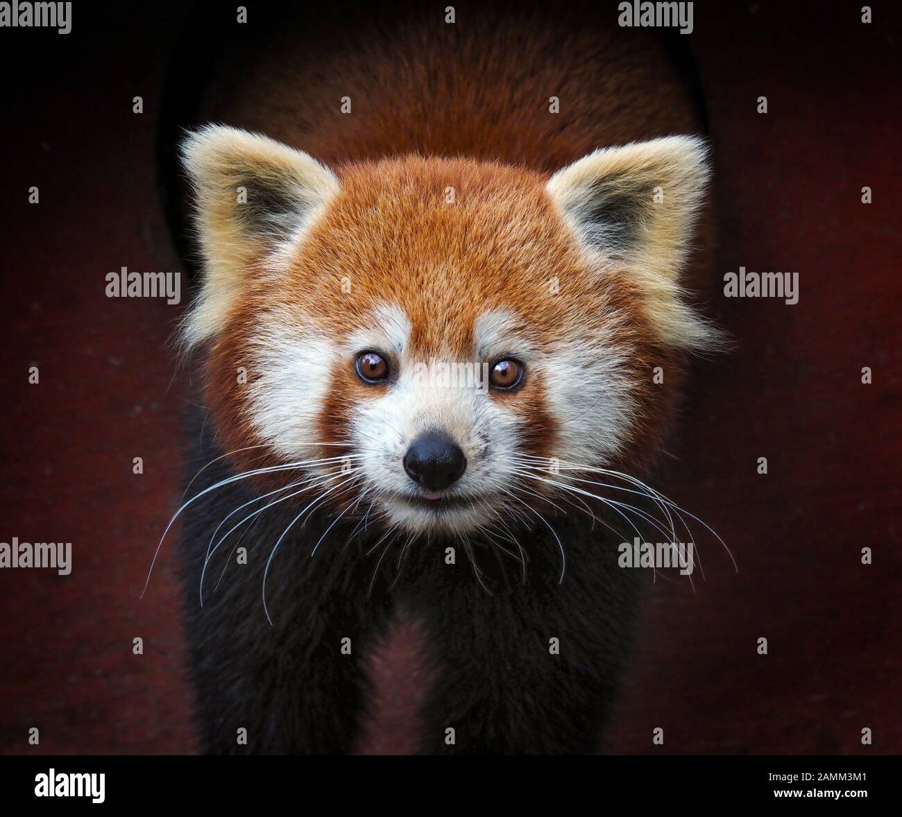 Panda rosso Ailurus fulgens captive ritratto Foto Stock