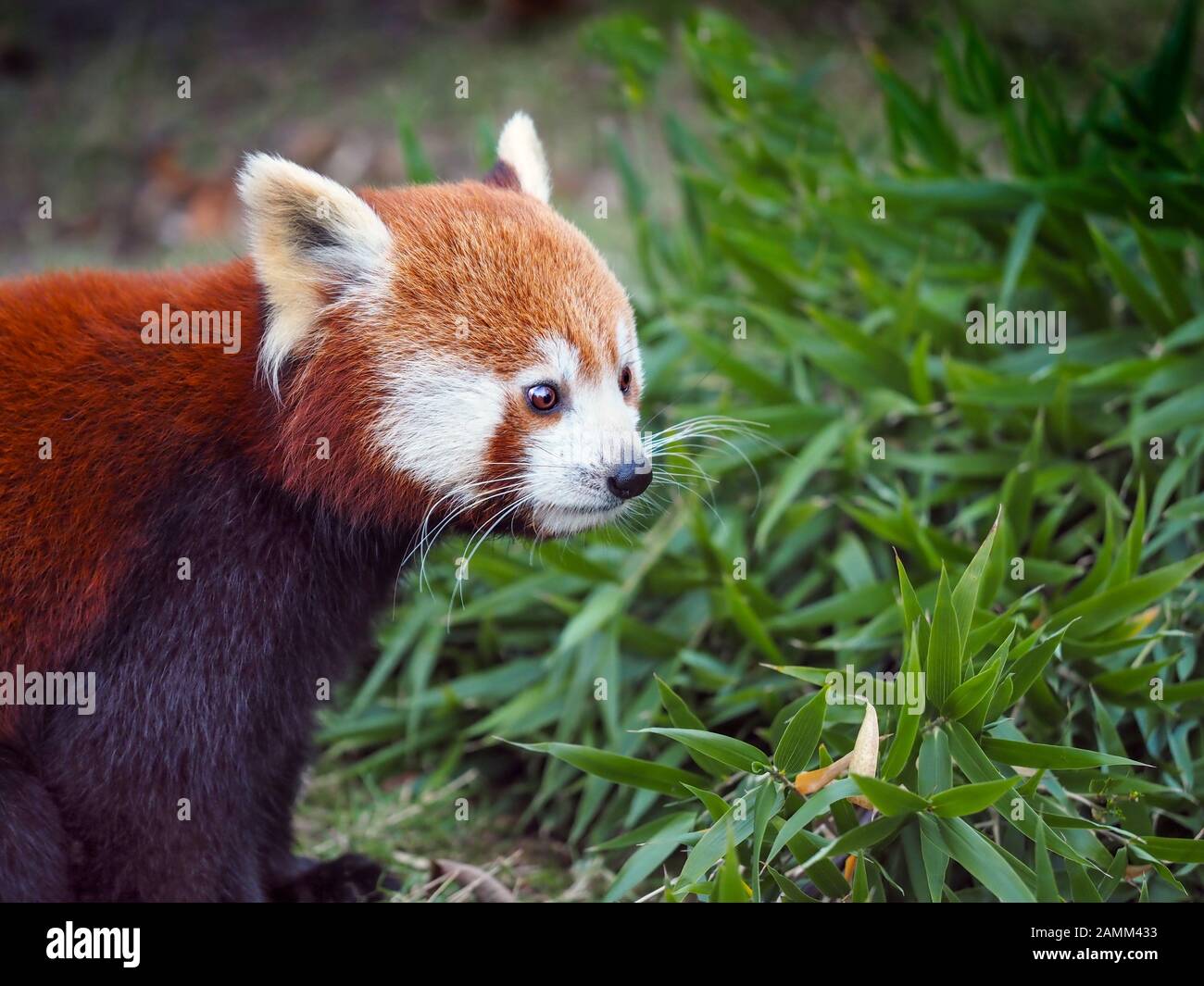Panda rosso Ailurus fulgens captive ritratto Foto Stock