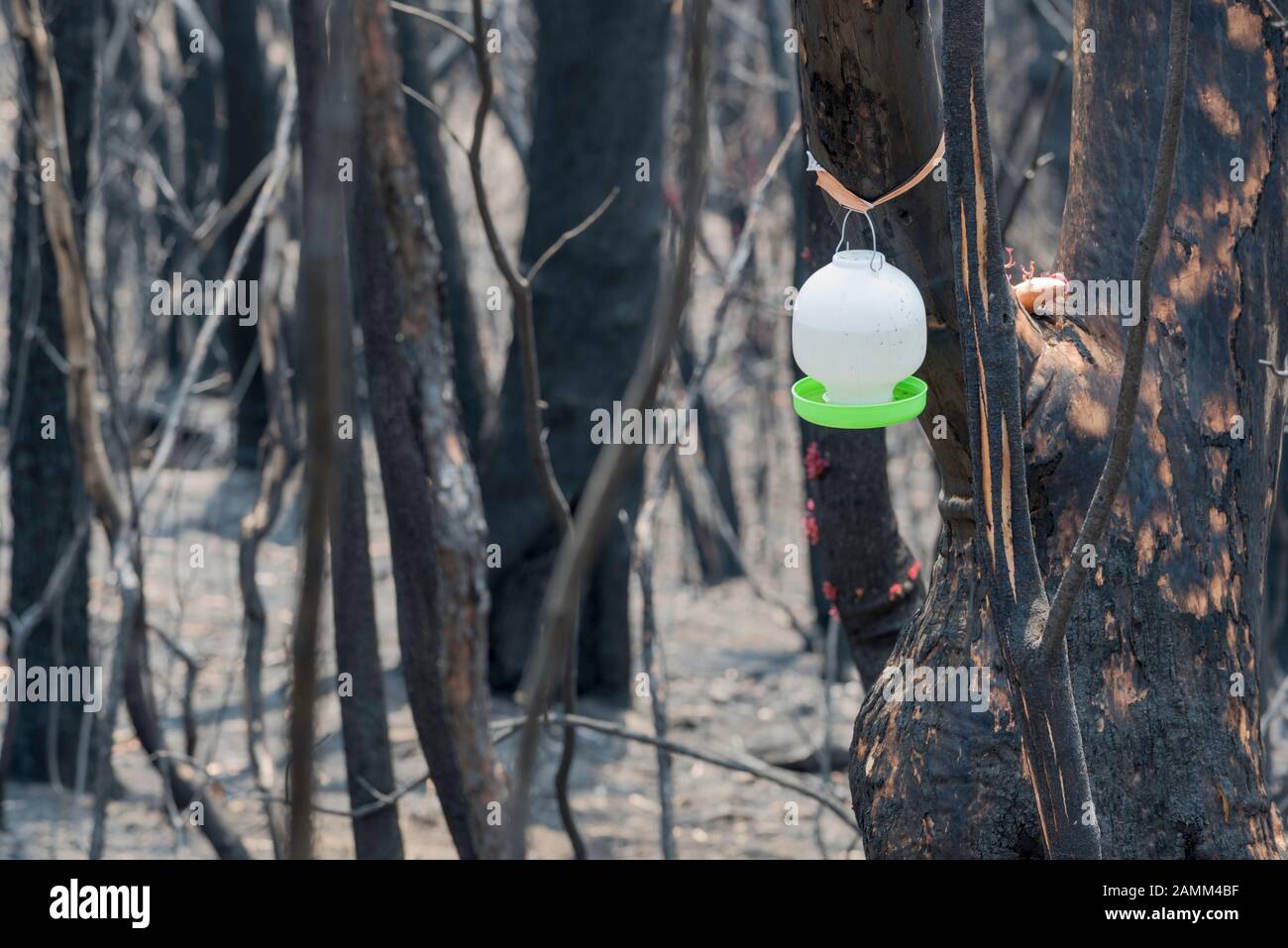 Il Gospers Mountain Mega-Fire ha bruciato attraverso oltre 500.000 ettari di cespuglio, fattorie e case di persone. Nel sobborgo di Bilpin il fuoco saltò la Bells Line of Road a fine dicembre e bruciò case, frutteti di mele e negozi che rendono la zona famosa. Questa immagine presa non lontano da Bilpin mostra un contenitore di acqua e cibo messo fuori da un volontario locale per aiutare qualsiasi avifauna sopravvissuta e altri animali. A partire dal 14 gennaio 2020 l'incendio è ancora in fiamme, ma è classificato come "Contenuto" e tutte le strade colpite sono ora aperte al traffico. Foto Di Credito Stephen Dwyer Alamy News Foto Stock