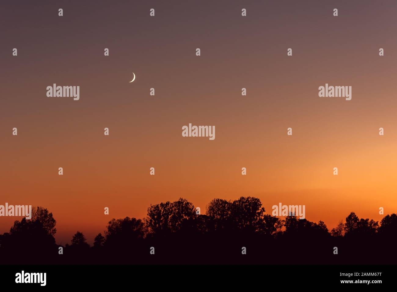 Luna di mezzaluna nel cielo colorato dopo il tramonto, silhouette nere di alberi Foto Stock