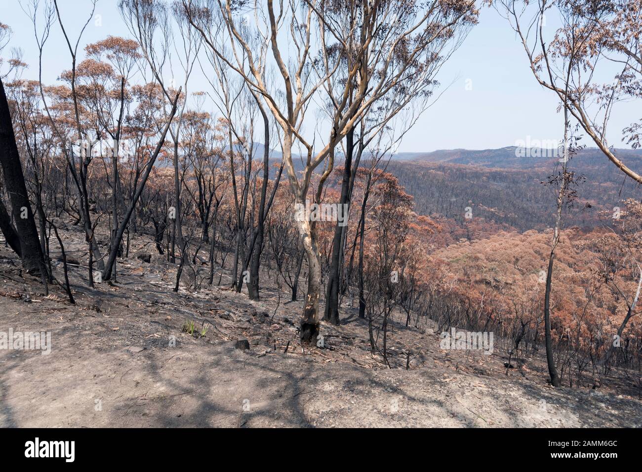 Il Gospers Mountain Mega-Fire ha bruciato attraverso oltre 500.000 ettari di cespuglio, fattorie e case di persone. Nel sobborgo di Bilpin il fuoco saltò la Bells Line of Road a fine dicembre e bruciò case, frutteti di mele e negozi che rendono la zona famosa. A partire dal 14 gennaio 2020 l'incendio è ancora in fiamme, ma è classificato come "Contenuto" e tutte le strade colpite sono ora aperte al traffico. Foto Di Credito Stephen Dwyer Alamy News Foto Stock