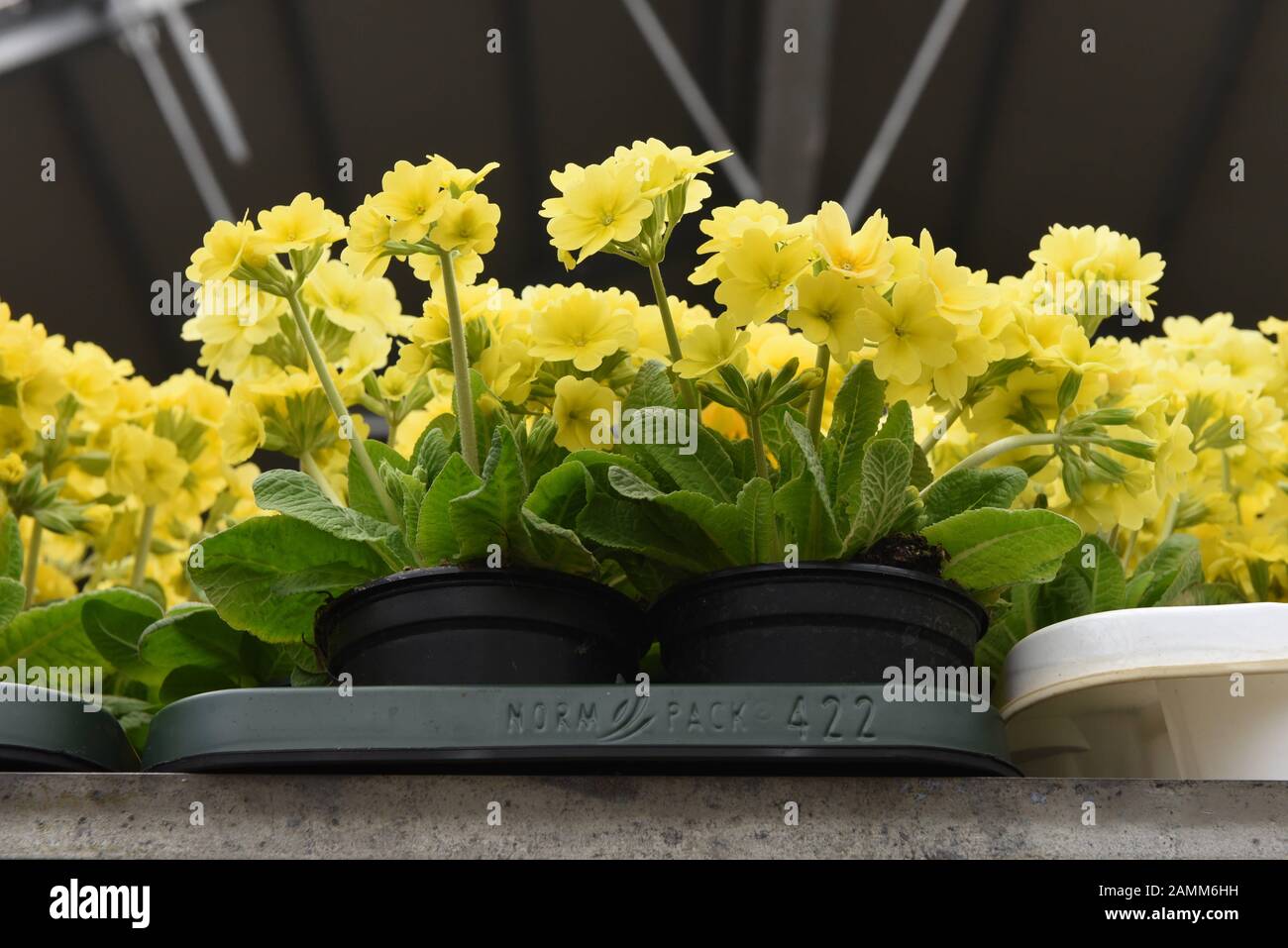 Primrose a 'Pflanzen Kölle' a Monaco. [traduzione automatizzata] Foto Stock