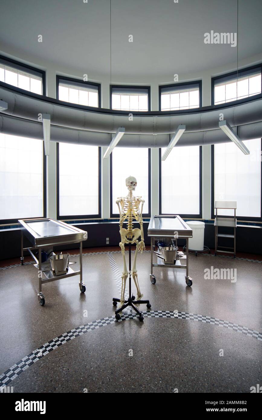 Vista dell'Istituto anatomico dell'Università Ludwig-Maximilians di Monaco (LMU) a Pettenkoferstraße 11 dopo il completamento della ristrutturazione generale. L'immagine mostra uno scheletro nella sala di dissezione. [traduzione automatizzata] Foto Stock