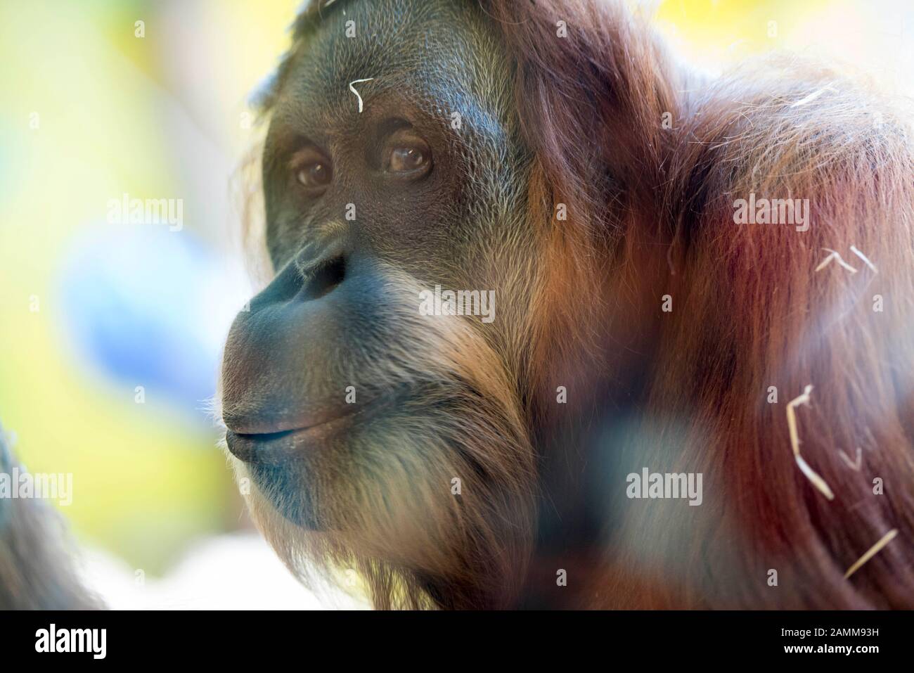 Un orangutano allo Zoo Hellabrunn di Monaco Uno dei sei orangutani allo Zoo Hellabrunn di Monaco. Le scimmie sono tenute sulle loro punte dal personale, ma non per prepararle per una vita libera ma come terapia professionale. [traduzione automatizzata] Foto Stock