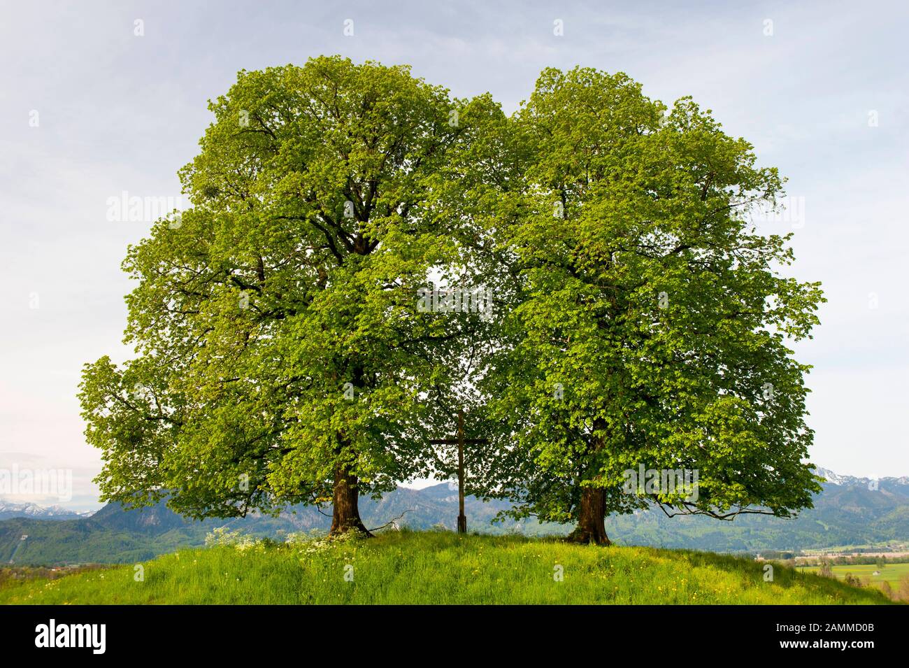 Linden ad albero doppio con croce sul campo [traduzione automatizzata] Foto Stock