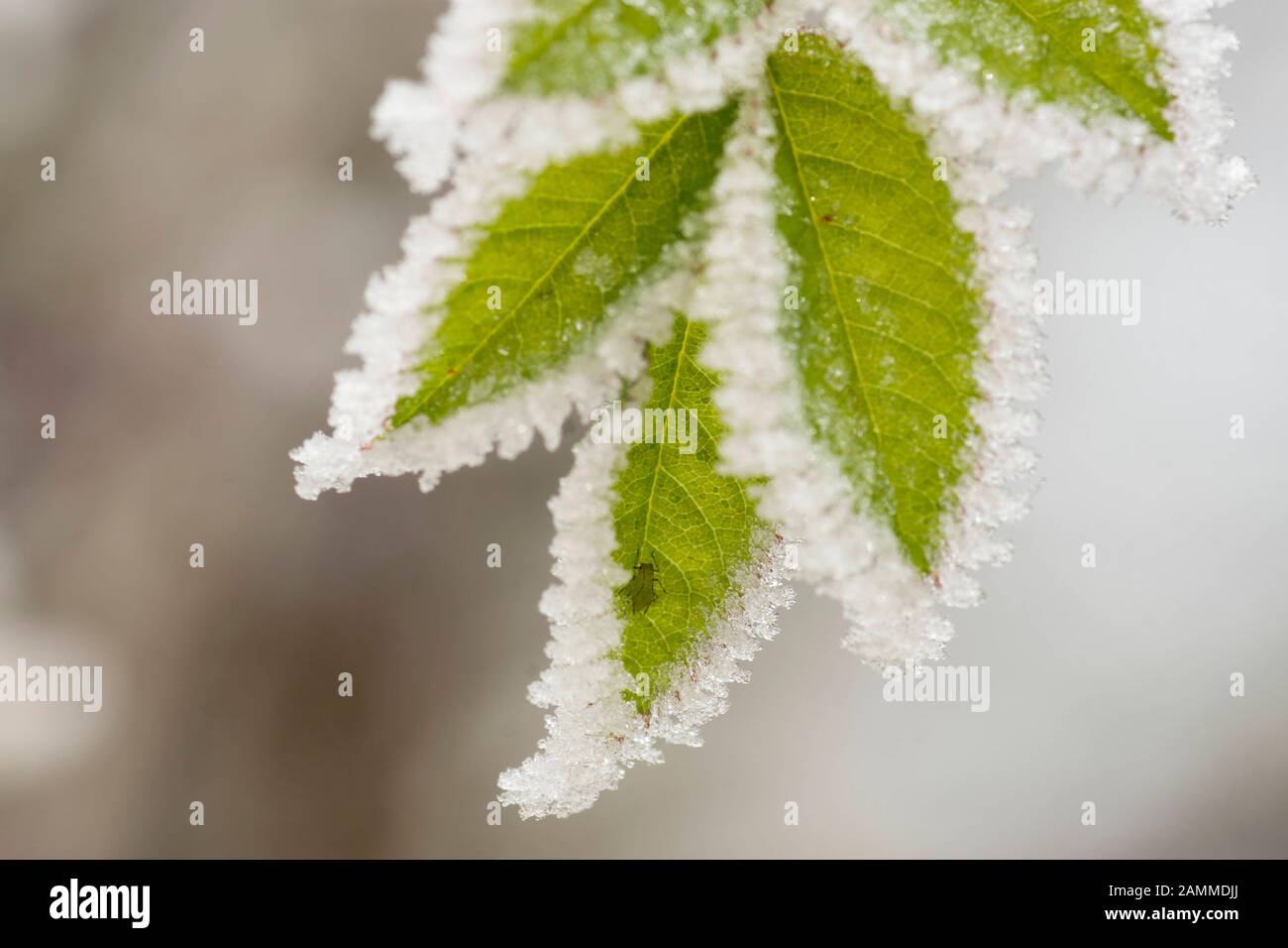 BlackBerry Leaf in inverno con hoarfrost e un bug Leaf [traduzione automatizzata] Foto Stock