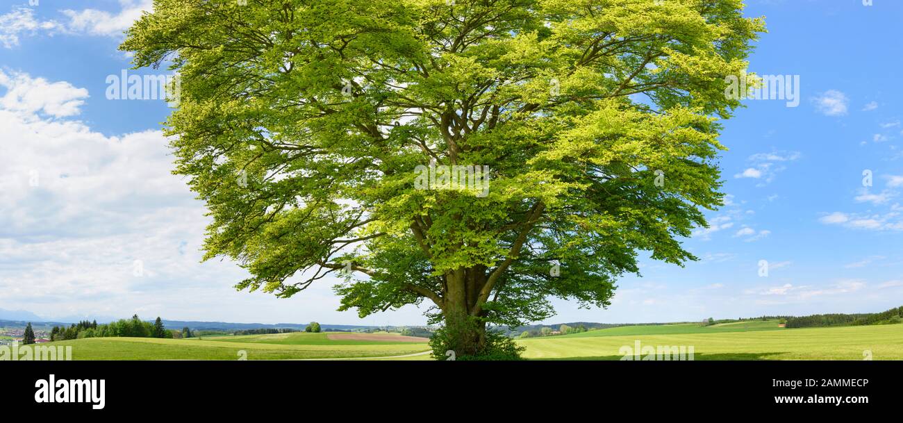 Grande faggio antico come un unico albero in primavera [traduzione automatizzata] Foto Stock