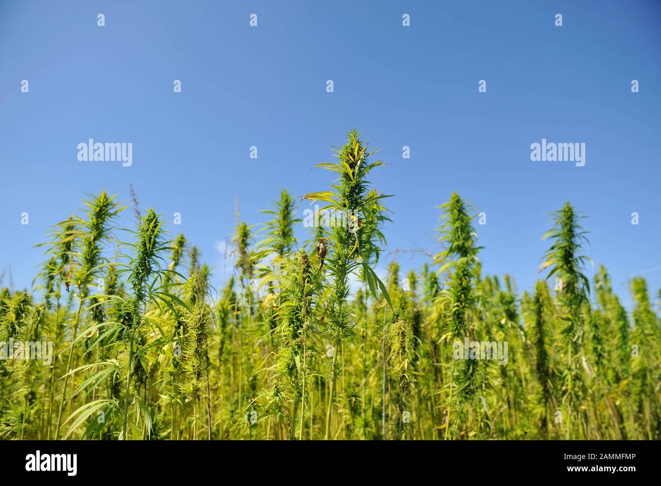 Labirinto di canapa nella terra di avventura di Schwarzhuber ad Allach vicino Monaco. [traduzione automatizzata] Foto Stock