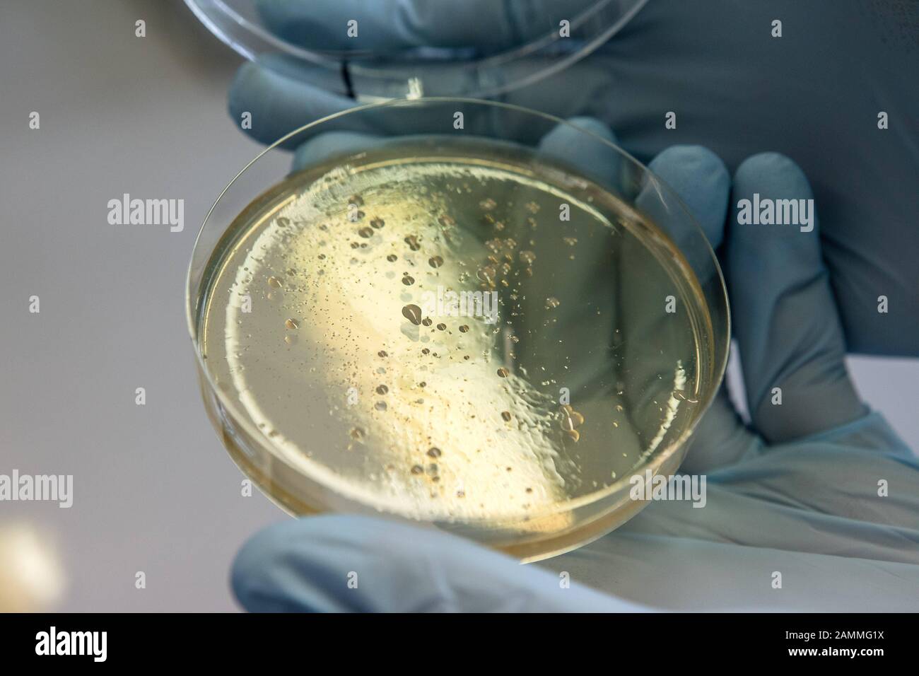 Nel laboratorio idrico di Stadtwerke München (SWM) di Moosach, la qualità dell'acqua potabile viene controllata quotidianamente. Immagine: Per il conteggio delle colonie (contaminazione microbica totale), 1 ml di acqua da ciascun campione viene aggiunto a una piastra Petri mediante pipetta. Poi si aggiunge l'agar nutriente marrone. Questo rimarrà in vigore fino a quando non sarà diventato fermo. Poi va in un incubatore. Dopo due giorni, viene effettuata una valutazione. Qui potete vedere i batteri cresciuti, ma quello era acqua dello stagno. [traduzione automatizzata] Foto Stock