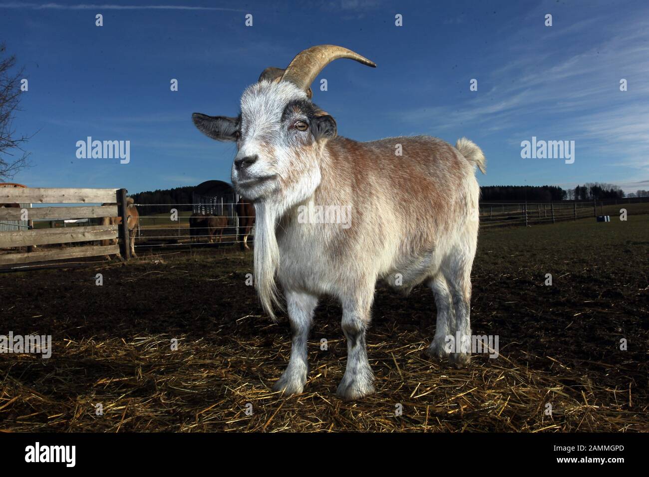 Una capra in una fattoria a Pischertshofen (Aufkirchen). [traduzione automatizzata] Foto Stock