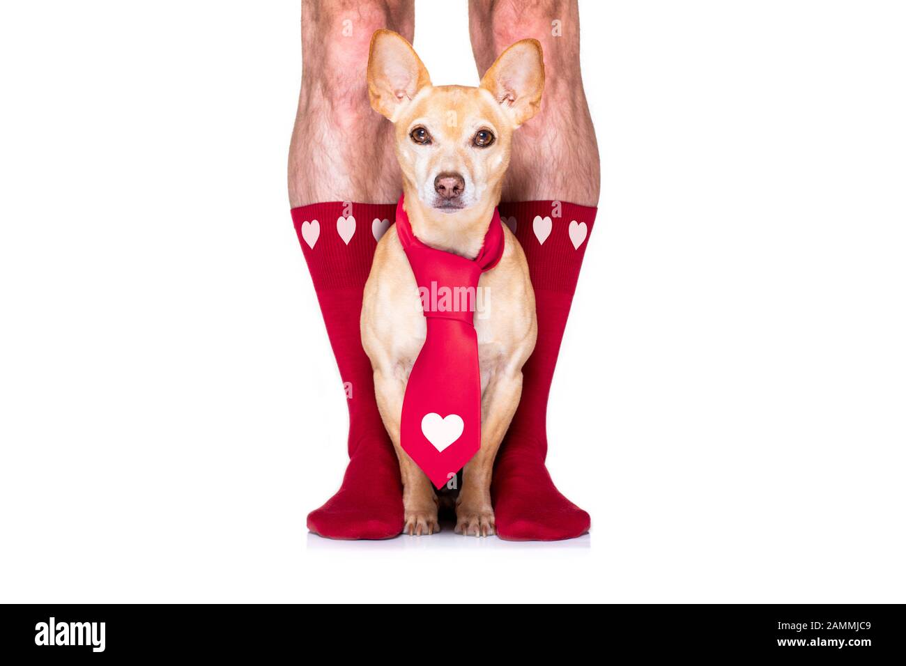 coppia di nozze gay con cane chihuahua calzini, ottenere maried con rose rosse tutto isolato su sfondo bianco il giorno valenitnes Foto Stock