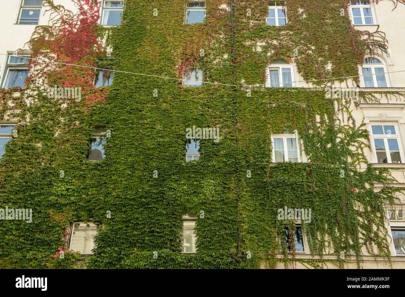 Impressioni Da Monaco-Haidhausen. Il distretto appartiene alla circoscrizione di Monaco-Mitte, dove i Verdi hanno vinto il 42,5 per cento dei voti nelle ultime elezioni statali. Fogliame rosso e verde su una casa façade in Pariser Straße. [traduzione automatizzata] Foto Stock