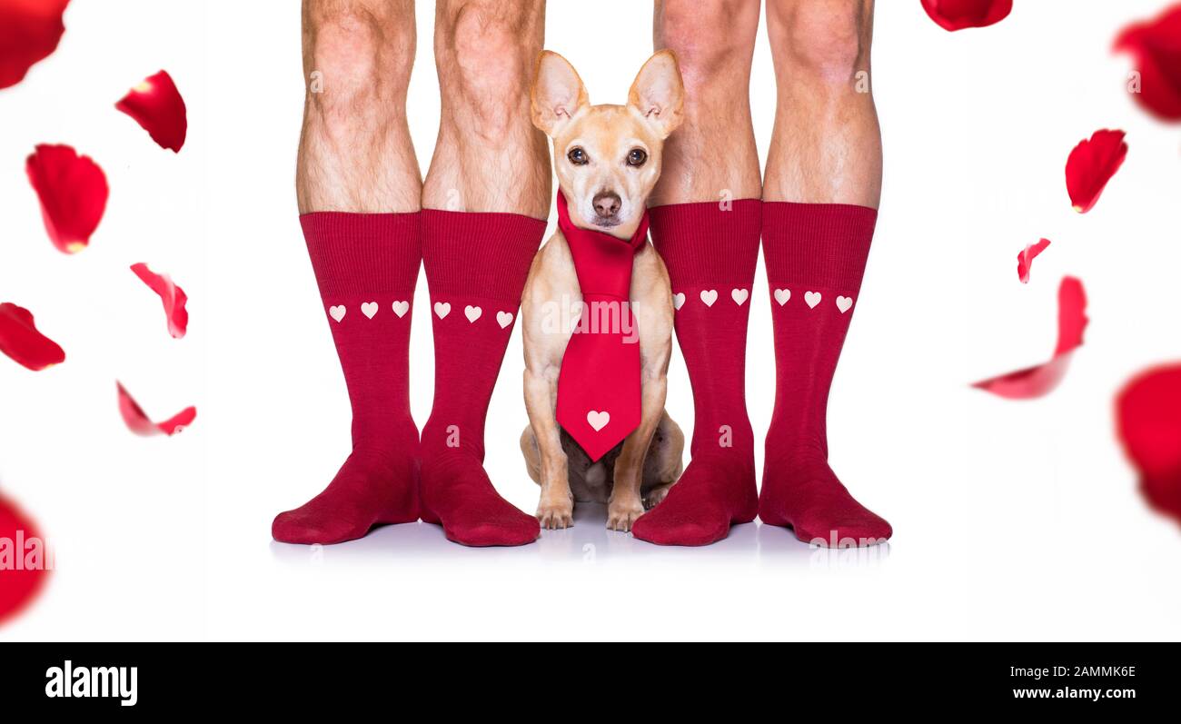 coppia di nozze gay con il cane chihuahua calzini, ottenendo maried con le rose rosse dappertutto isolato su sfondo bianco Foto Stock