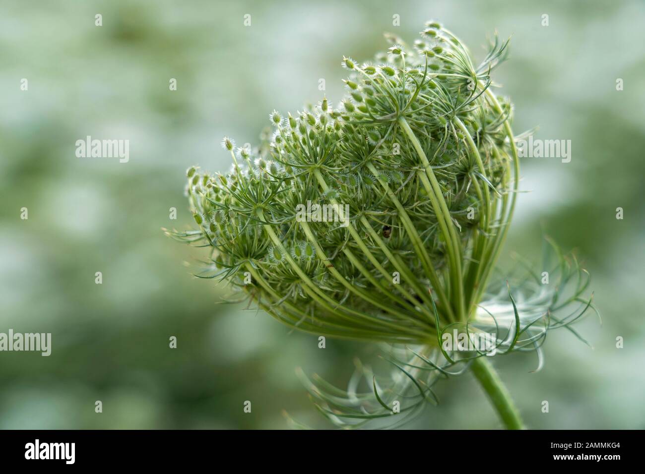 Il livello di seme della carota selvaggia (Daucus carota subsp. Carota) [traduzione automatizzata] Foto Stock