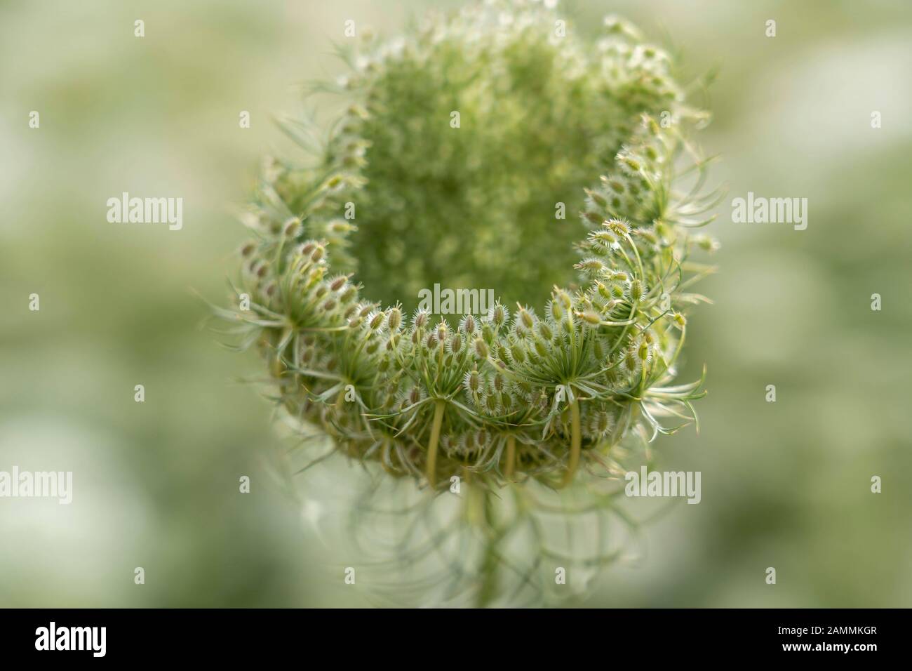 Il livello di seme della carota selvaggia (Daucus carota subsp. Carota) [traduzione automatizzata] Foto Stock