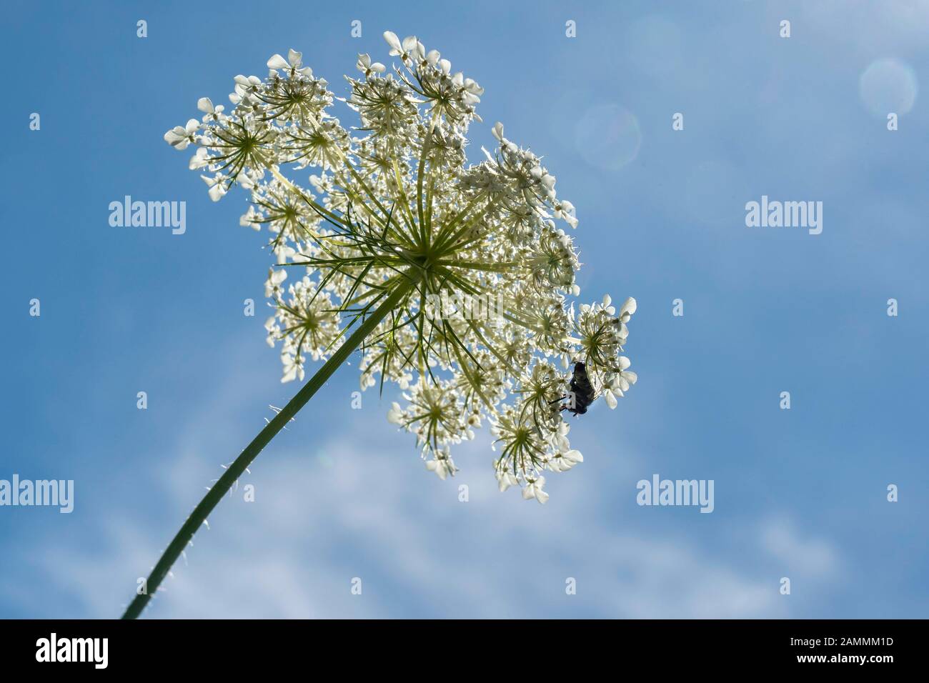 La carota selvaggia (Daucus carota subsp. Carota) [traduzione automatizzata] Foto Stock