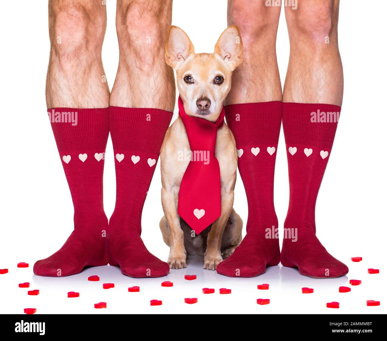 coppia di nozze gay con cane chihuahua calzini, ottenere maried con rose rosse tutto isolato su sfondo bianco il giorno valenitnes Foto Stock