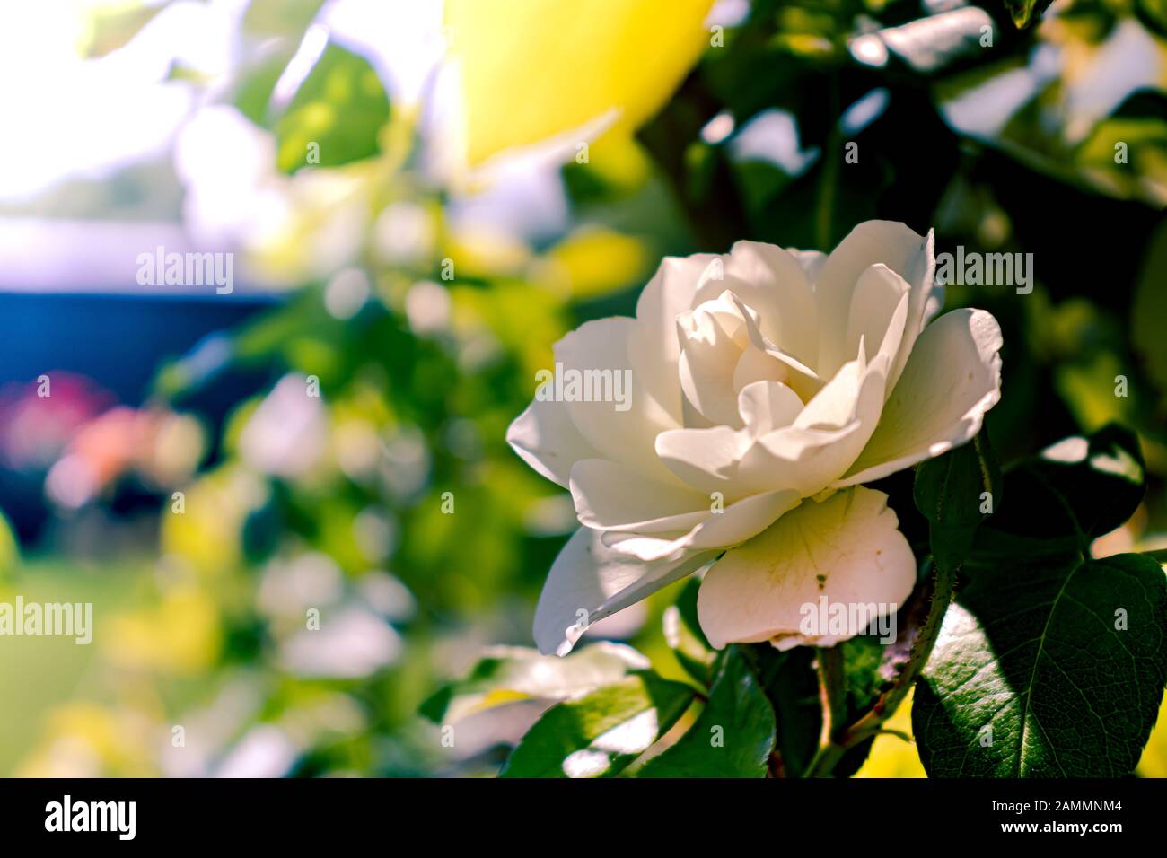 White Rose stabilimento di parcheggiare all'esterno. Foto Stock