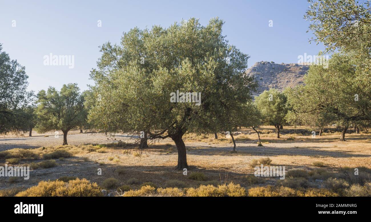 Piantagione di olive al sole. Vecchi ulivi obsoleti. Piantagione europea di olivo (Olea europaea). Rodi, Grecia Foto Stock