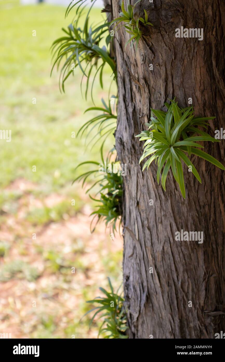 Tronco di albero con nuovi germogli. Foto Stock