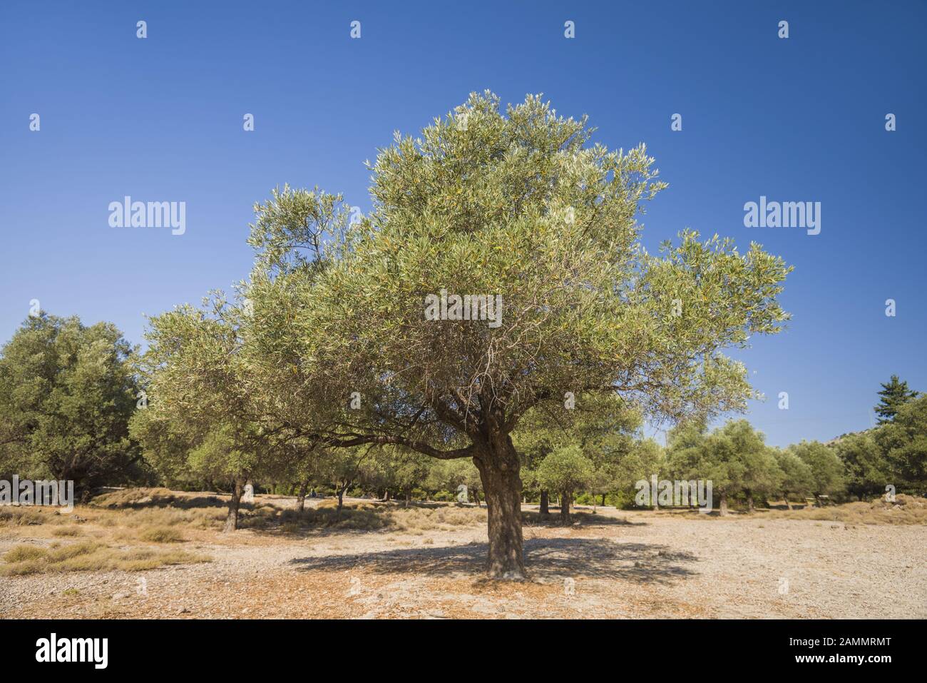 Piantagione di olive al sole. Vecchi ulivi obsoleti. Piantagione europea di olivo (Olea europaea). Rodi, Grecia Foto Stock