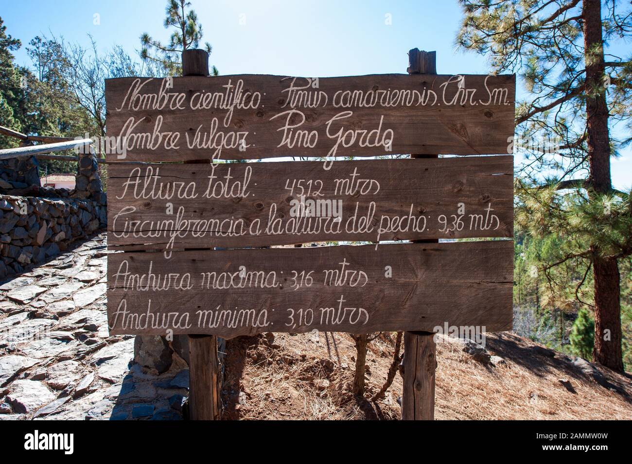Cartello informativo vicino all'albero Pino Gordo sull'isola delle canarie Tenerife. L'albero ha centinaia di anni e 45 metri di altezza. E’ un attra turistico Foto Stock