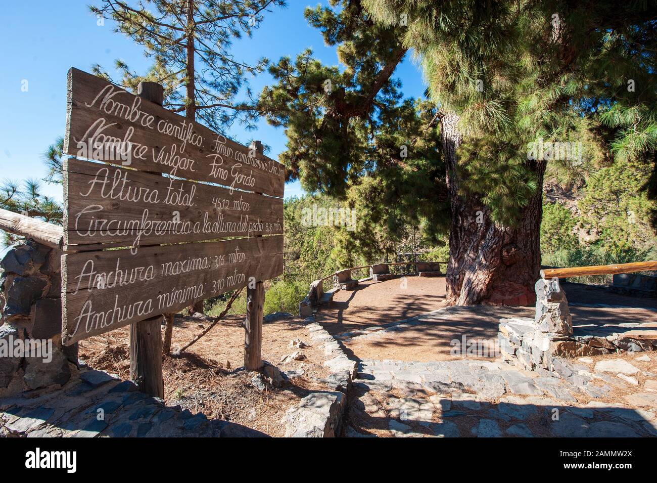 L'albero Pino Gordo sull'isola delle canarie Tenerife ha centinaia di anni e 45 metri di altezza. E’ un’attrazione turistica. Foto Stock