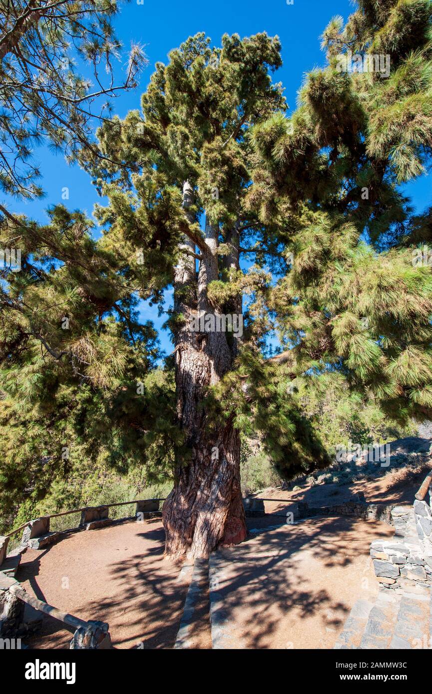 L'albero Pino Gordo sull'isola delle canarie Tenerife ha centinaia di anni e 45 metri di altezza. E’ un’attrazione turistica. Foto Stock