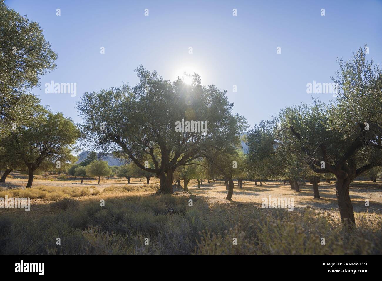 Piantagione di olive al sole. Vecchi ulivi obsoleti. Piantagione europea di olivo (Olea europaea). Rodi, Grecia Foto Stock