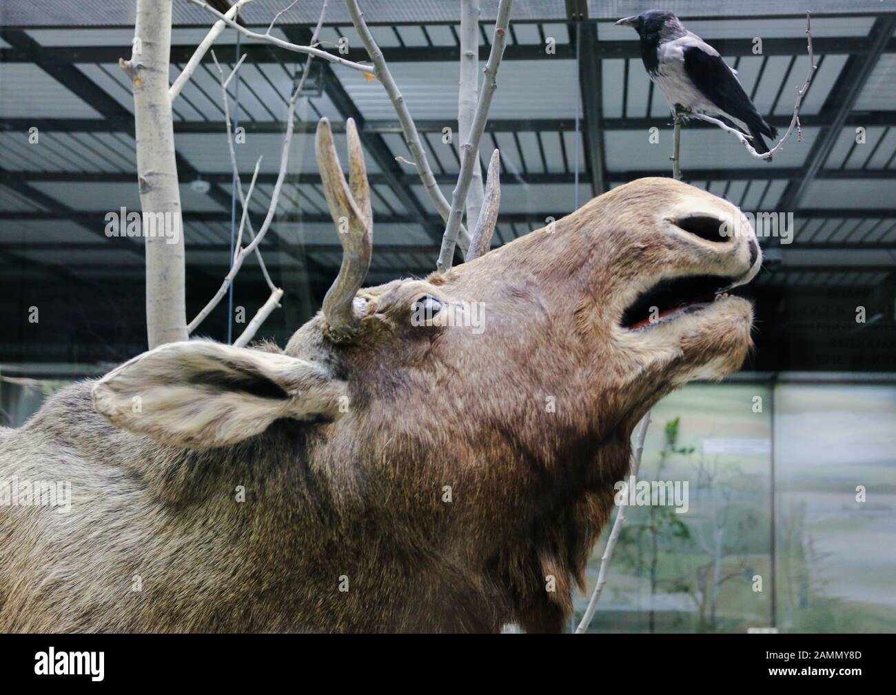 Mosca, Russia, 2020 gennaio Museo statale Darwin. Le mostre del Museo costituiscono la collezione principale di animali ripieni di epoche e tempi diversi Foto Stock