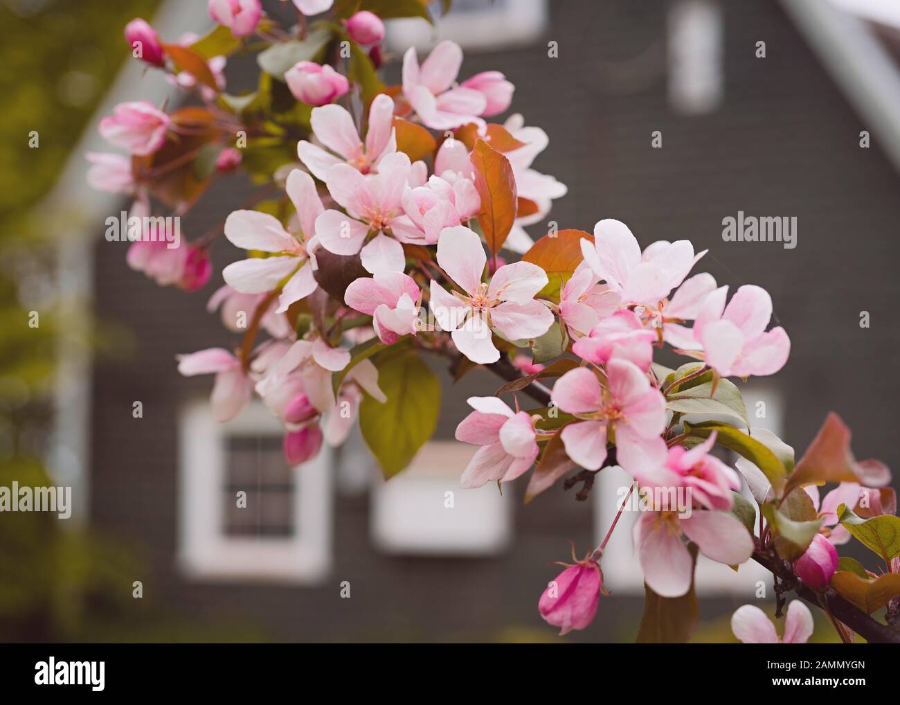 Le mele di granchio fiore rosa nel giardino di primavera. Foto Stock