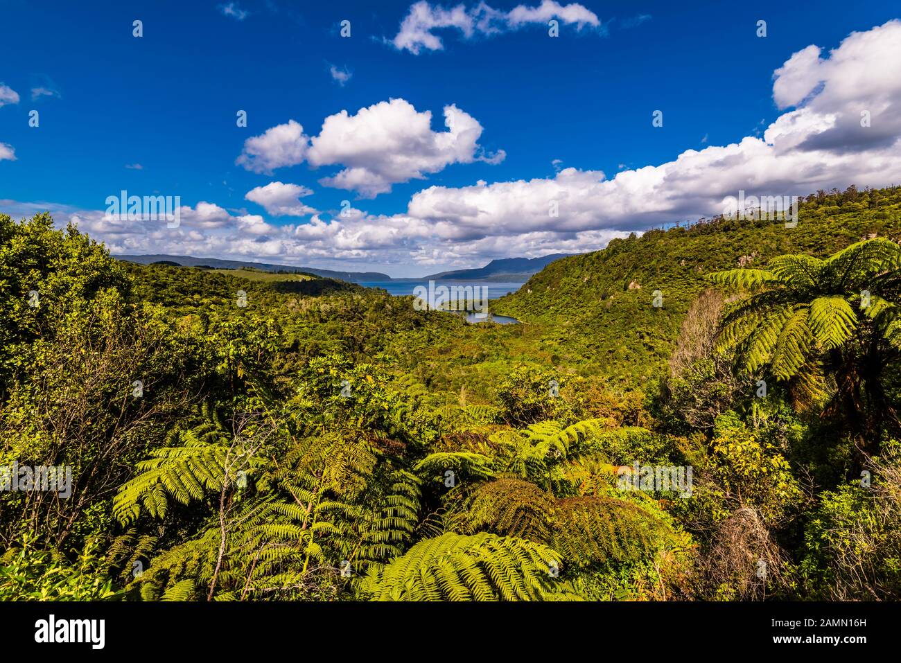 Vista Sul Lago Tarawera, Rotorua, Bay Of Plenty, Nuova Zelanda Foto Stock