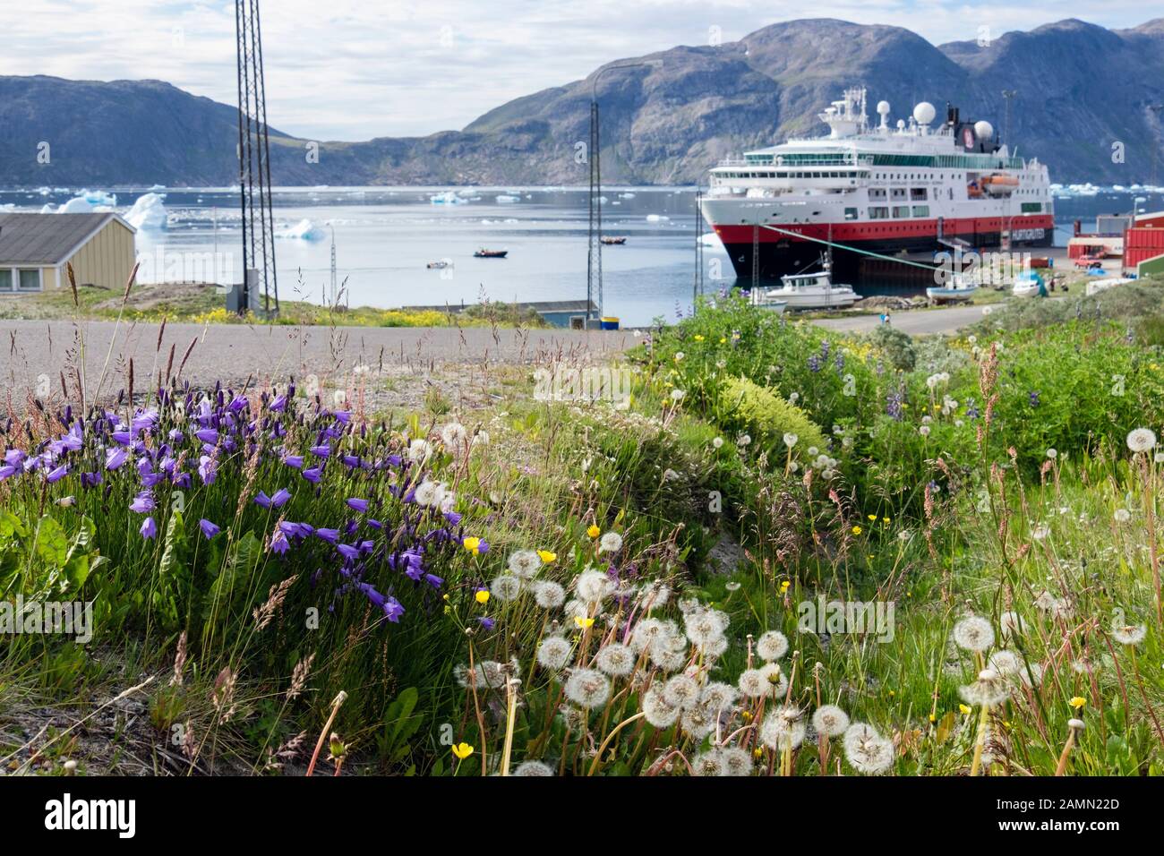 Fiori selvatici estivi con nave da crociera Hurtigruten explorer nave spedizione MS Fram ormeggiata nel porto. Fiordo Di Tunulliarfik Narsaq Kujalleq, Groenlandia Meridionale Foto Stock