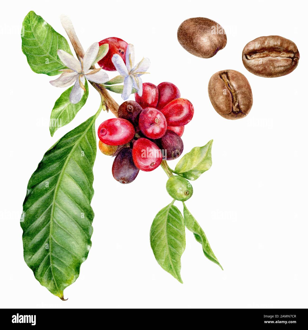 Caffè branca, caffè beens watercolor isolato su sfondo bianco Foto Stock