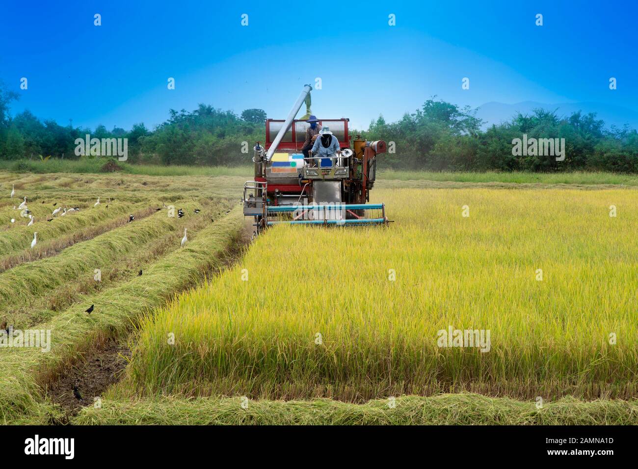 Coltivatore che usa il trattore per raccogliere raccolti di riso nei campi. Foto Stock