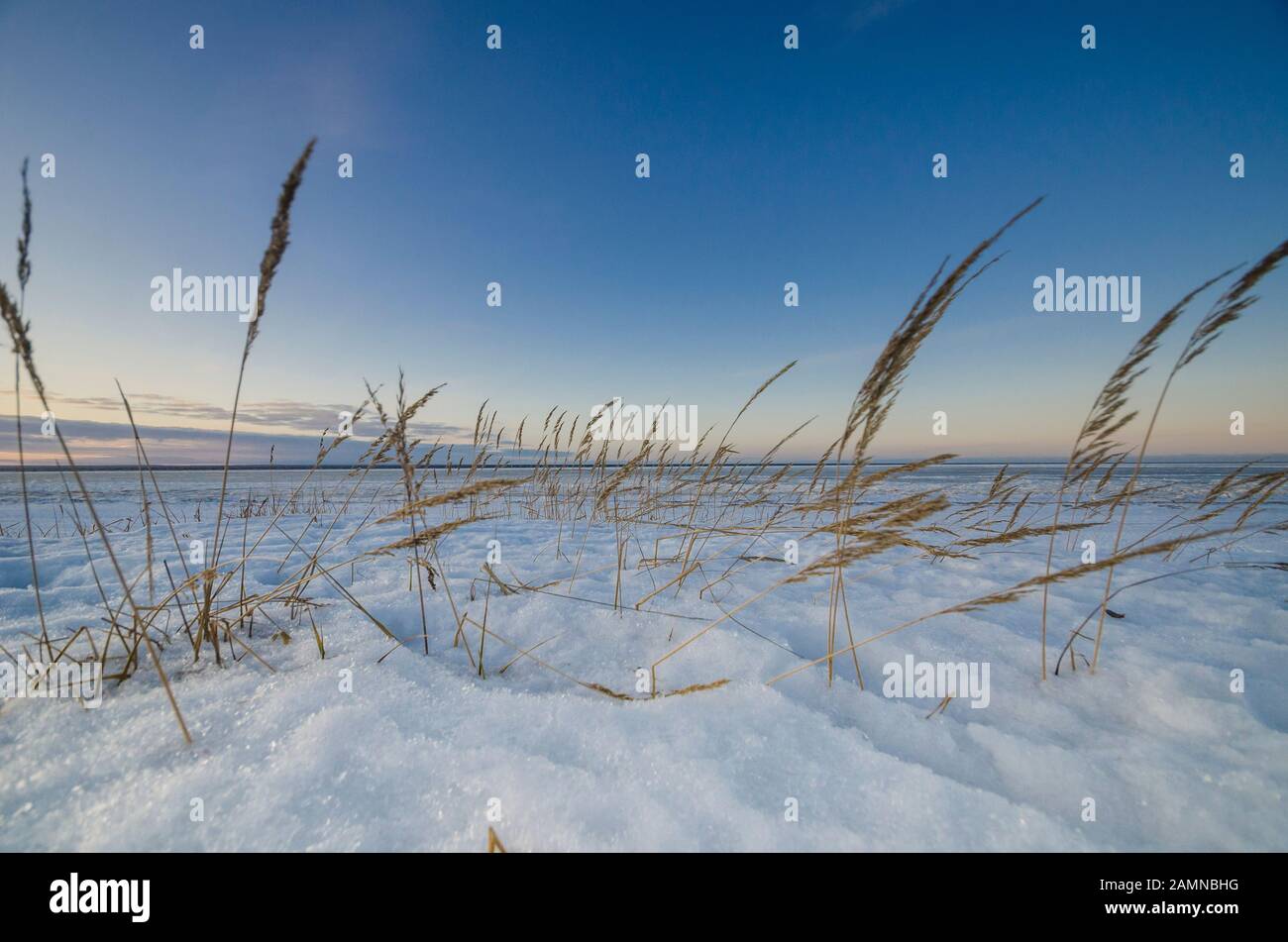 Erba in inverno costa del mare Foto Stock