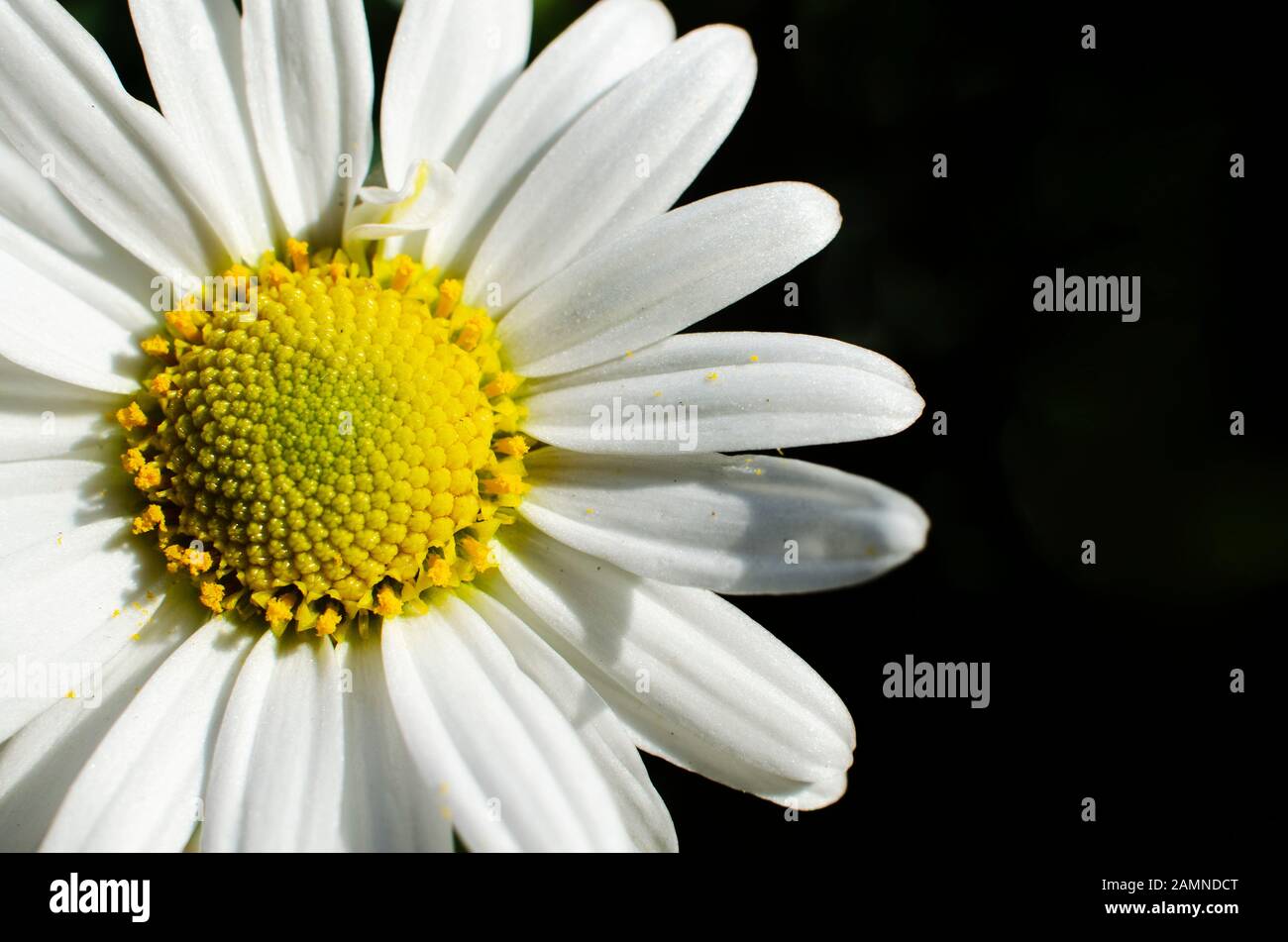 Closeup di un bianco margherita fiore. Bellis perennis su sfondo nero. Spazio di copia. Foto Stock