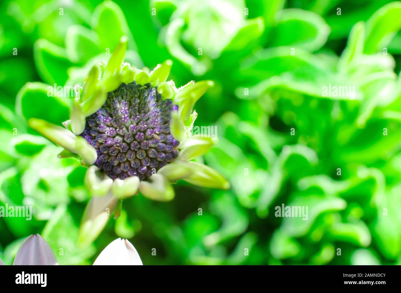 Closeup di un bianco africano margherita fiore fioritura. Dimorfoteca. Osteospermum. Progressione. Foto Stock