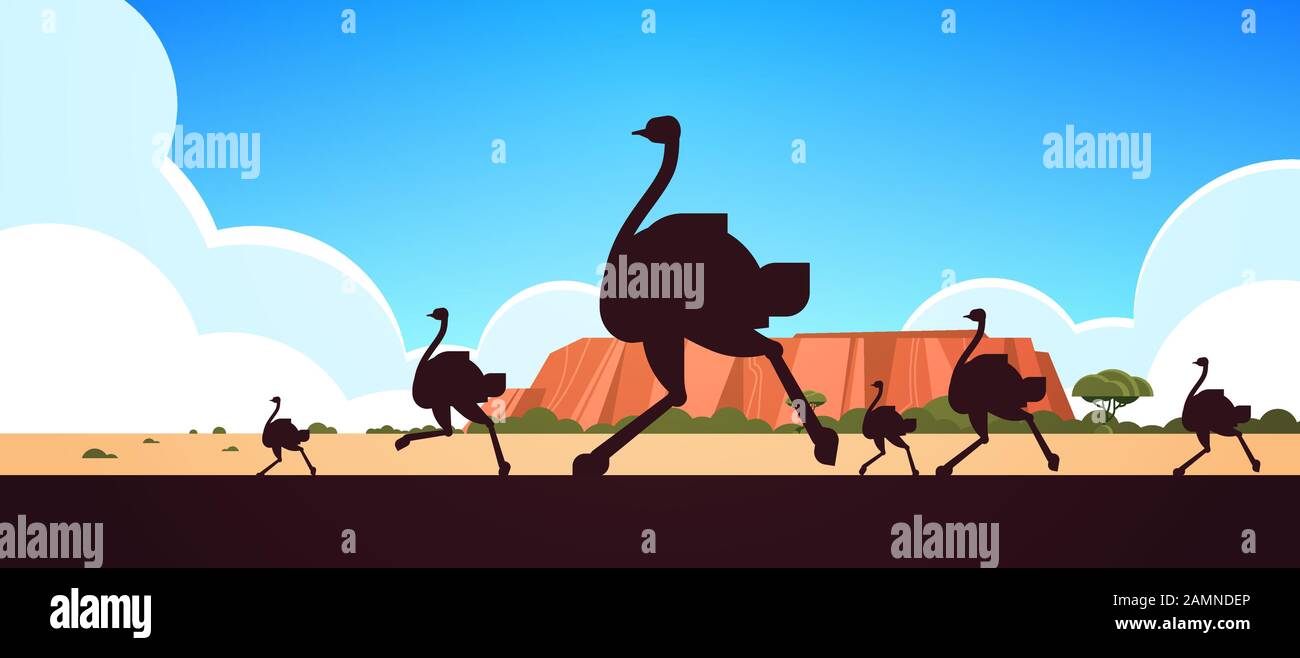 Silhouette di corsa animali selvatici ostriches paesaggio australiano natura di fauna selvatica Australia concetto di fauna orizzontale vettore illustrazione Illustrazione Vettoriale