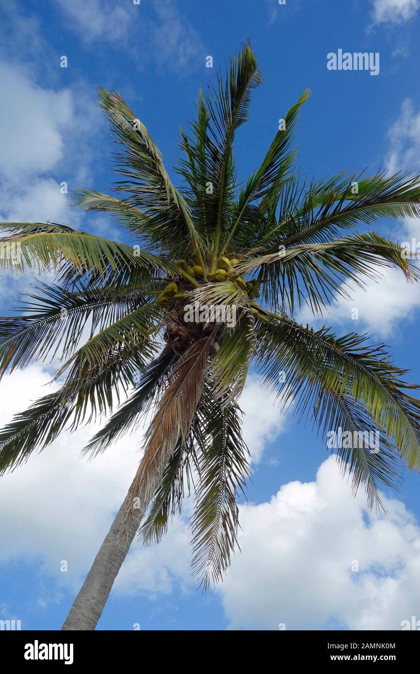 L'albero di cocco (Cocos nucifera) è un membro della famiglia delle palme (Arecaceae) e l'unica specie vivente conosciuta del genere Cocos. Foto Stock