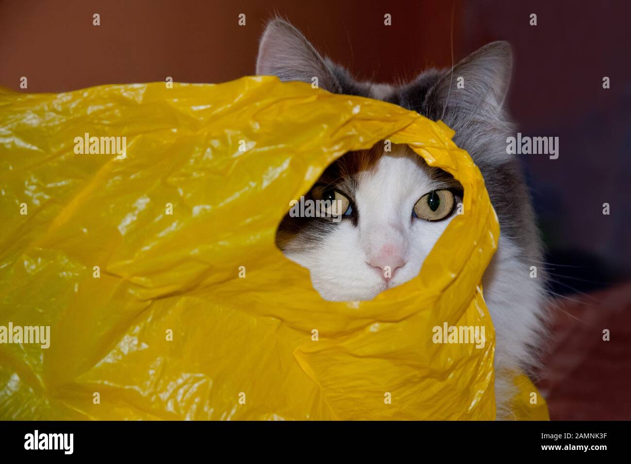 Il Gatto Mangia La Plastica Immagini e Fotos Stock - Alamy